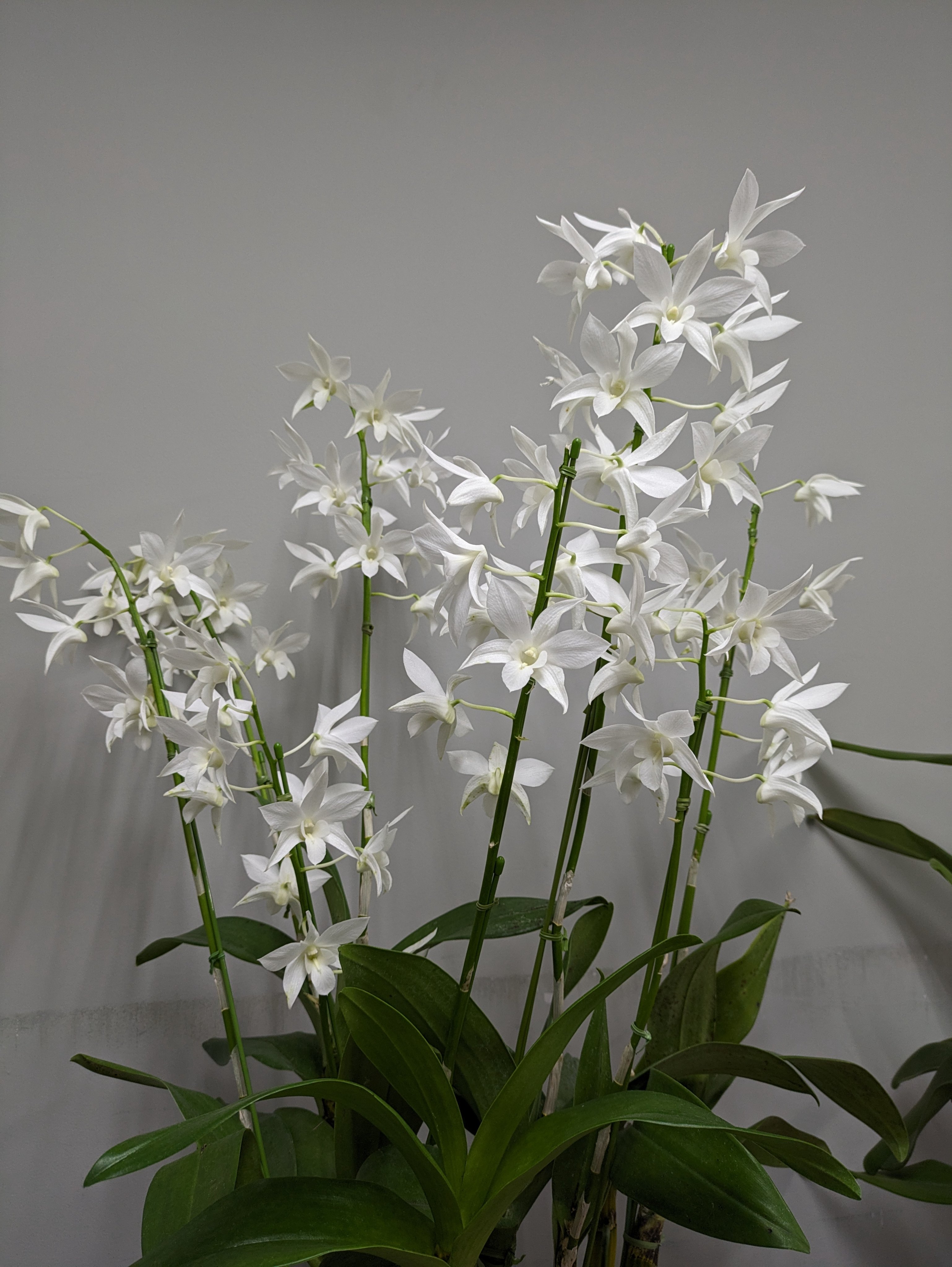 蘭友会_JAOS على X: 