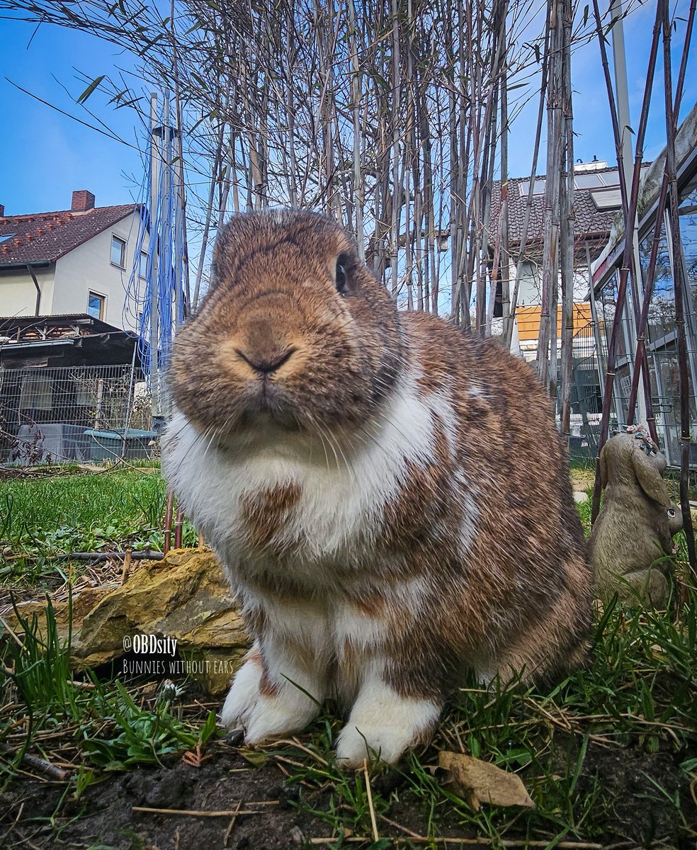 obdsity's tweet photo. Yoshon: How am I supposed to catch any radio signal transmishons without my antenna? π‘ Who took my ears?!
#StopTheEarThief #EarTheftTuesday #EarThief https://t.co/0his8EHLIP