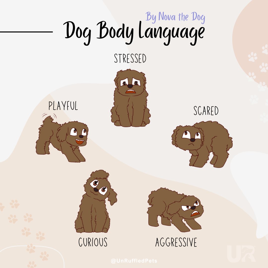 UnRuffledPets's tweet image. Discover the hidden language of dogs. 🐾 Featuring our friend Nova!  #DogBodyLanguage 

Learn more in our latest blog: