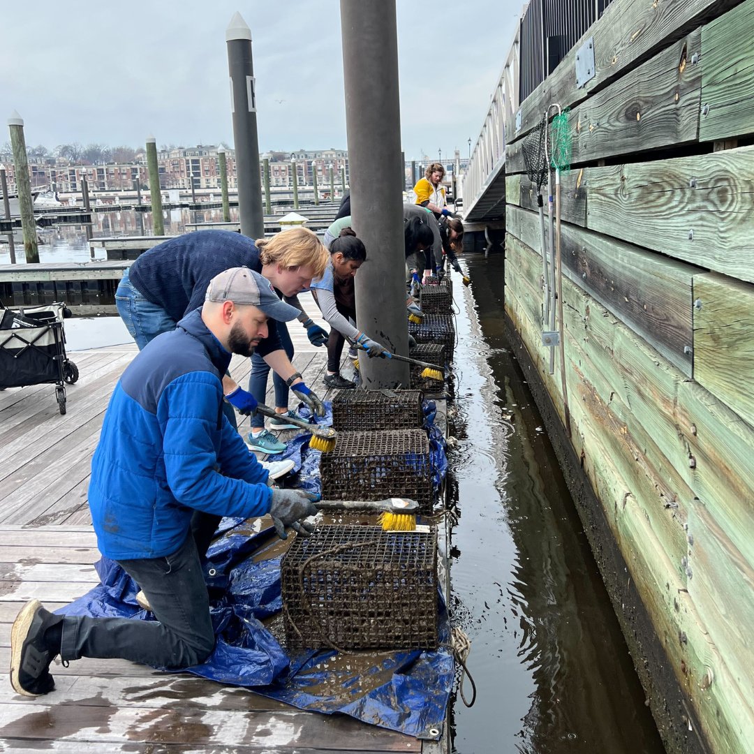Thank you to the amazing volunteers who came out this past Saturday to clean our Harbor East #oyster habitats!🎉Join us for our next volunteer event March 16th.🦪waterfrontpartnership.org/oyster-partner…