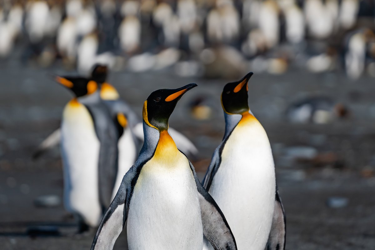 divergenttravel's tweet photo. PENGUINS AS FAR AS THE EYE CAN SEE 👀
Beautiful Gold Harbour – our first landing in South Georgia with @polar_experts
#Antarctica #SouthGeorgia #PolarExperts #Penguins https://t.co/3Cep0wOb2k