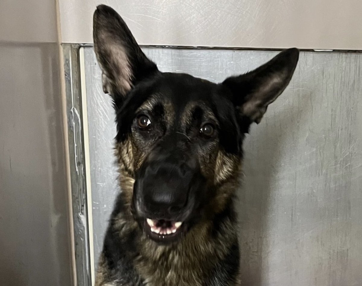 TomJumboGrumbo's tweet image. Found in an apartment with his deceased owner, Huckleberry 193247 is now officially in hell. Just 2 years old, he arrived terrified and defensive. He arrived Feb 8 confused, devastated and struggling to deal with his predicament - now TBK Thursday in NYCACC. He needs a chance: a
