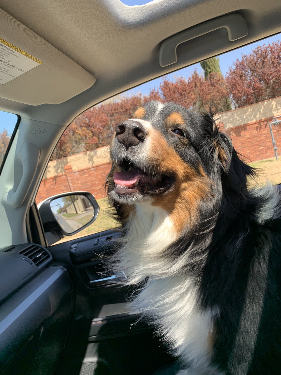 autumnkunce's tweet photo. My happy boy https://t.co/6vBix1GtIl
