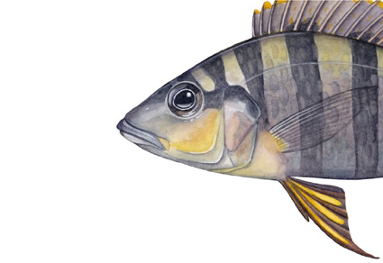 Revision of the cichlid fish genus Gnathochromis (#Teleostei: Cichlidae) from Lake Tanganyika with the description of a new genus Jabarichromis gen. nov.
mapress.com/zt/article/vie…
#Taxonomy