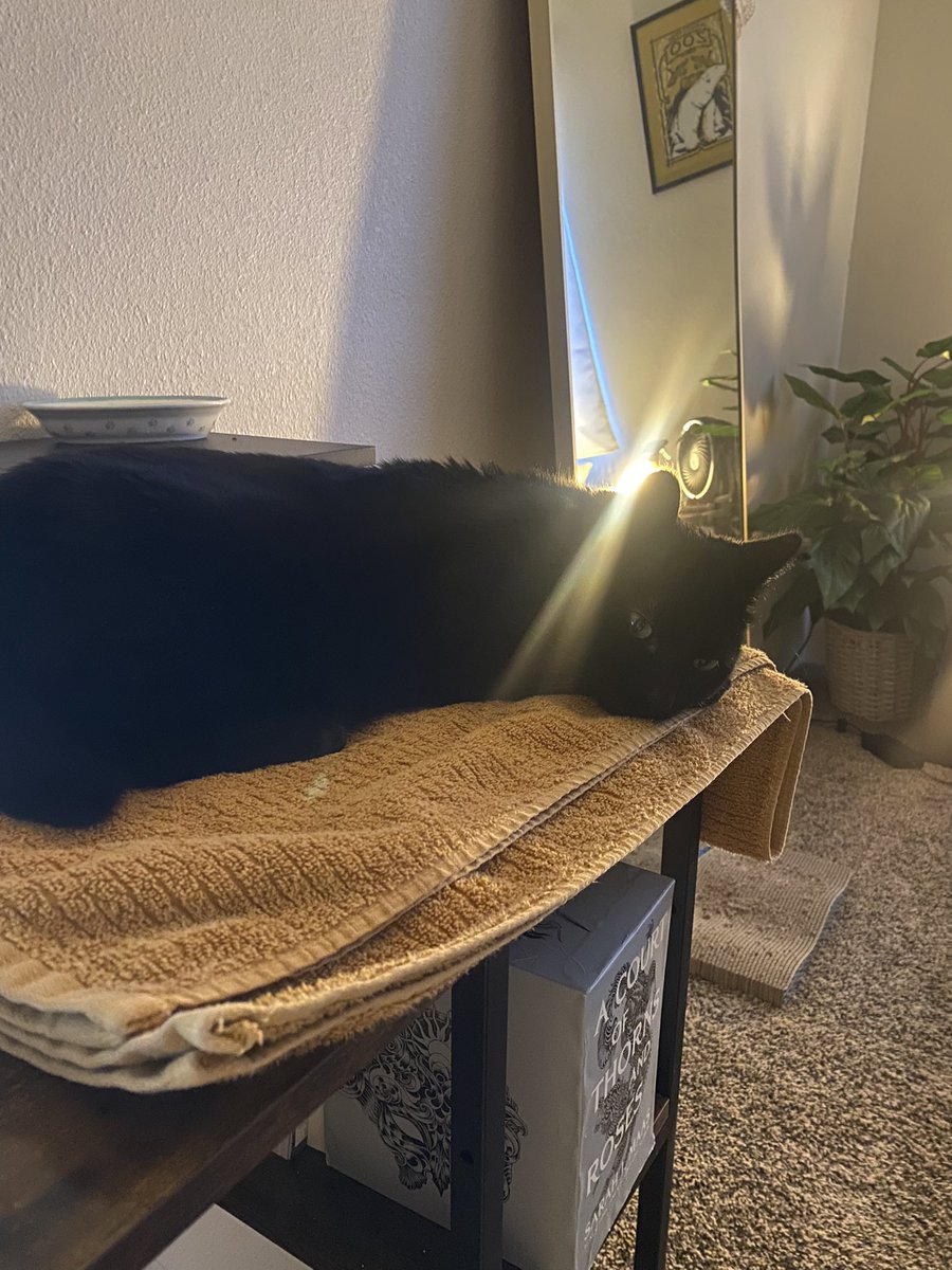 Couldn’t ask for better company as I work on the second draft of my latest manuscript 🥰

We have magic, we have motherhood, we have greed, and while other characters have happy endings, one succumbs to hamartia 

#WritingCommunity #amwritingfantasy