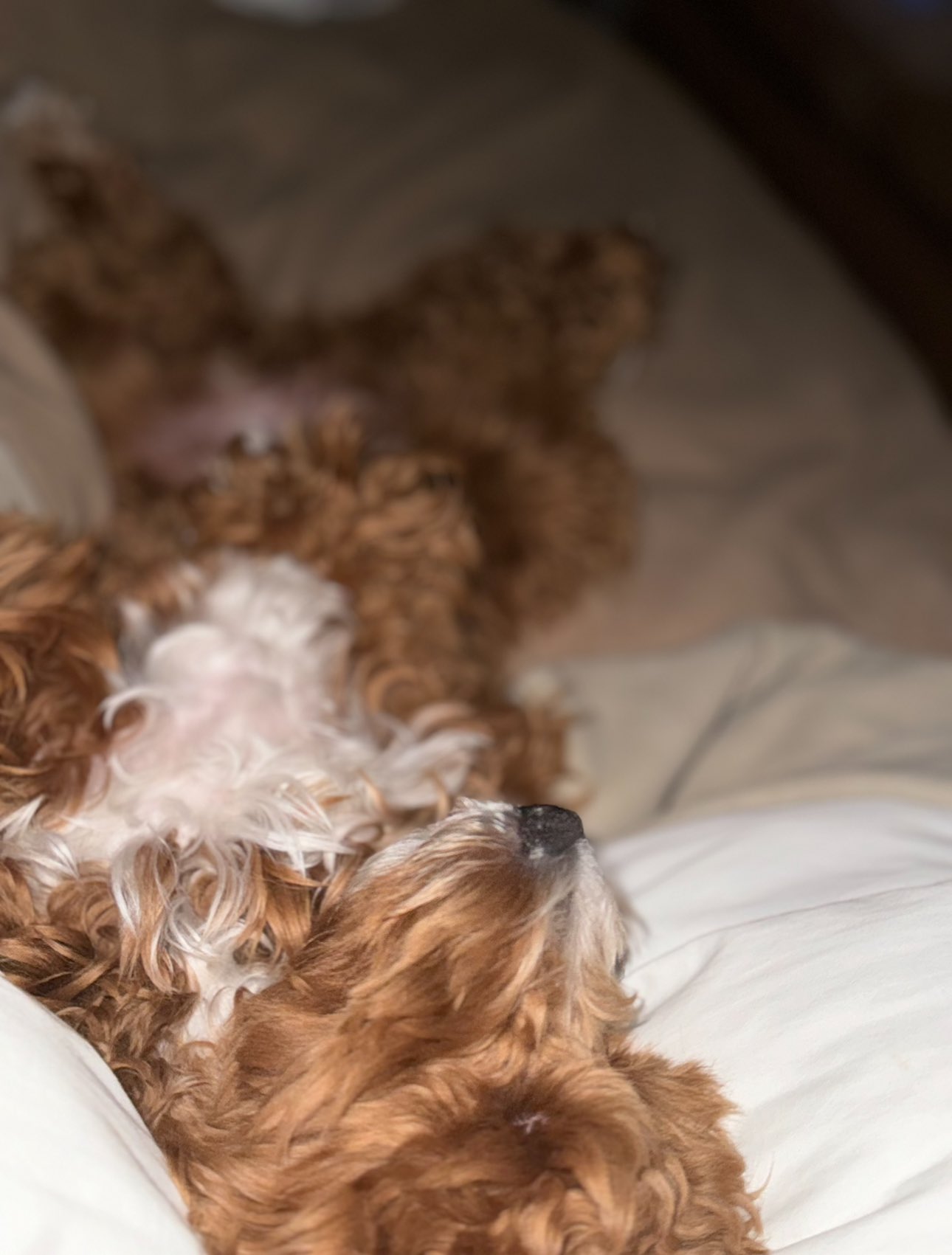 My dog sleeps top with me every night