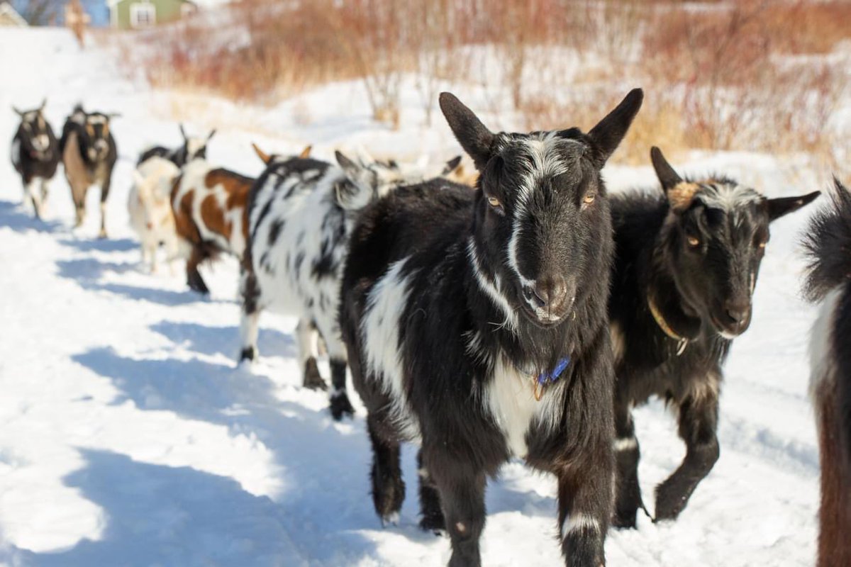 Looking for a unique winter adventure? The Beach Goats have you covered! 

🐐 beachgoats.ca

📷: Lisa Enman Photography