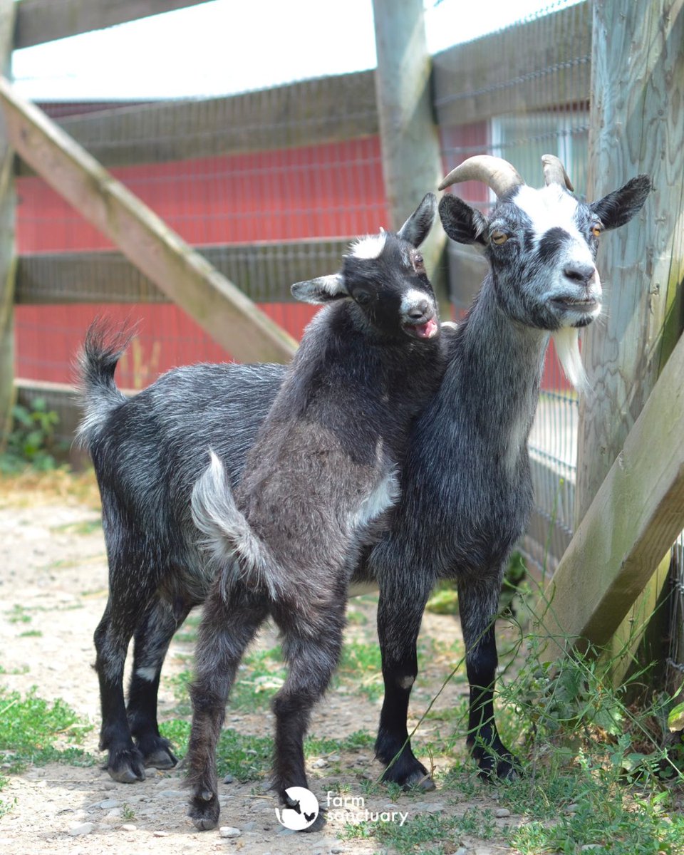 Happy #GalentinesDay from Willow and Josie Mae goats!

Not only are they mother and daughter — they're also best friends! 💞