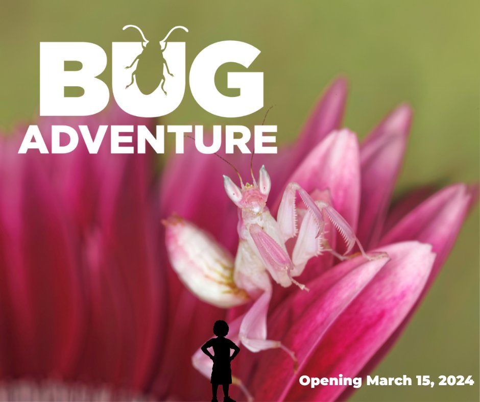 MuseumofNature's tweet photo. 🎉🐜Announcing Bug Adventure! 🦟🌿 Opening March 15, 2024. Embark on a journey into the mesmerizing world of insects with interactive displays, immersive experiences, and a bug's-eye view of nature. 🌐🔍 Explore the extraordinary at the @MuseumOfNature! 🏛️🐞 #BugAdventure https://t.co/fEwk3MCNBm
