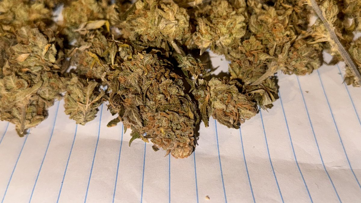 @highcoon_nft Pineapple Express homegrown 🥰

This has been curing for 6 months 🤯
🤌🏻🔥
#HighVibes #Cannabis #HomeGrown