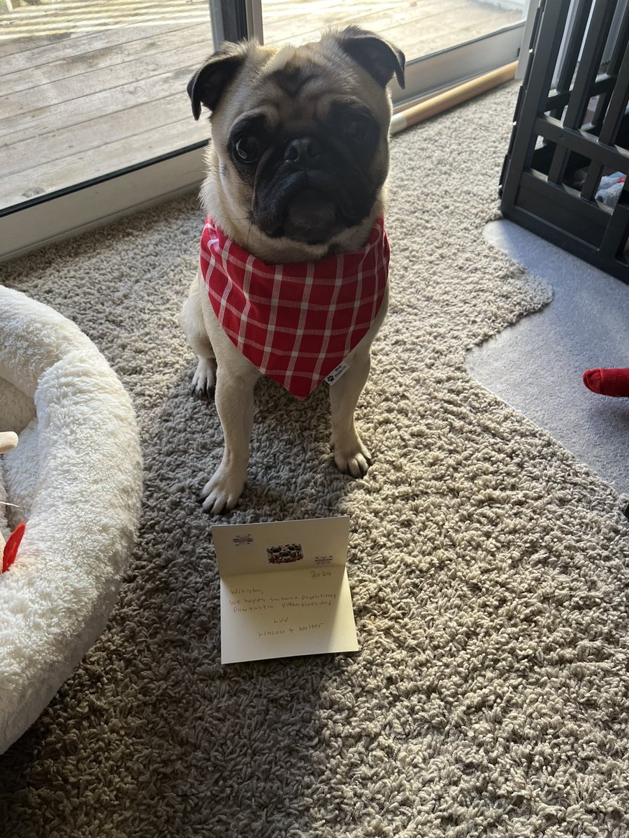 Thank you sweet @ChrisMama2LW Lincoln and Walter for the Valentine’s Day card! It made our day 💕. #PugTalk