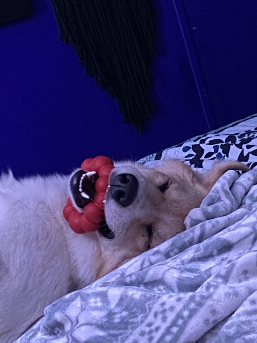 I should start an album of this idiot falling asleep with his chewtoys still in his mouth