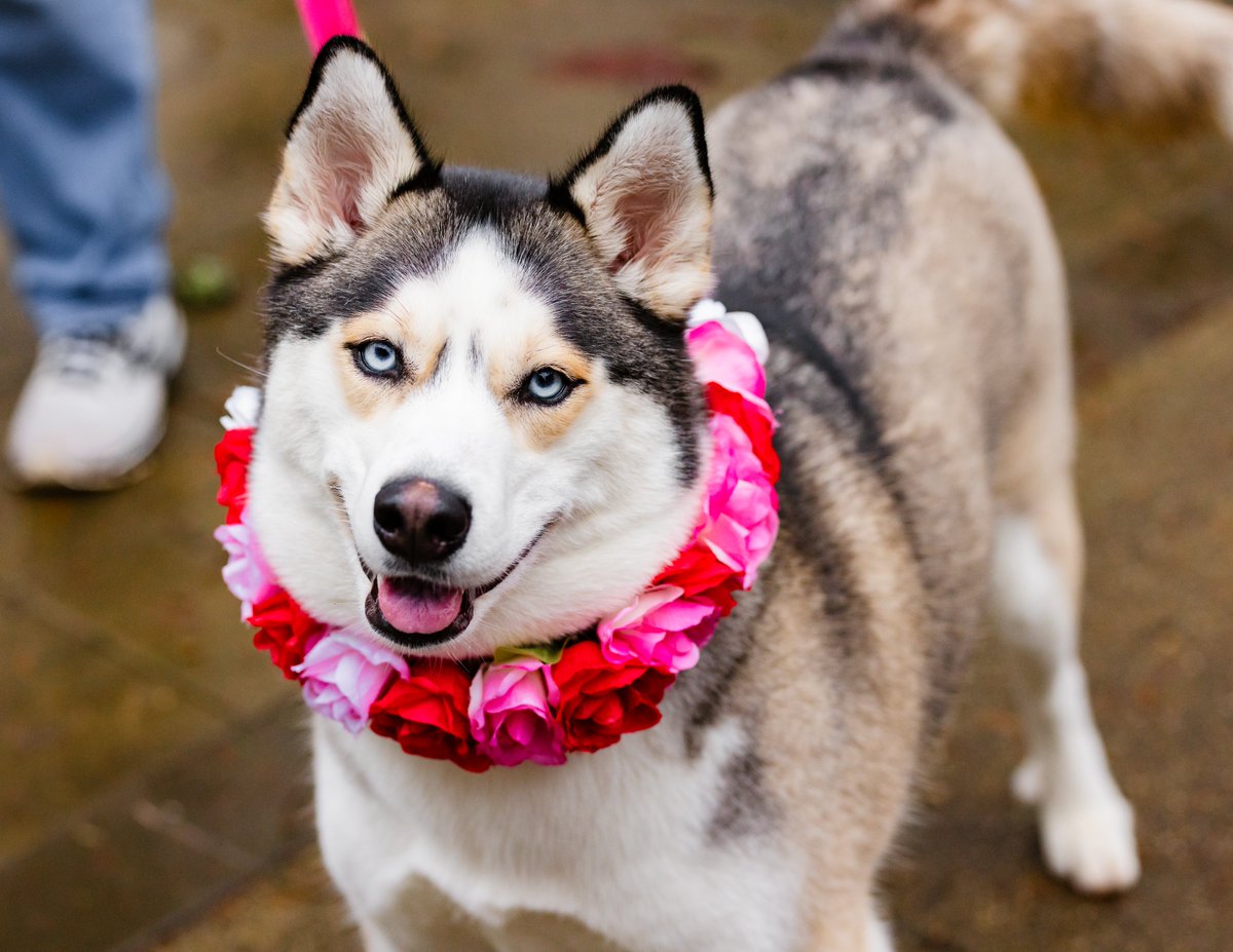 Will you accept this rose? 🌹Happy Valentine’s Day from some very dapper pups at PAWS. Have a lovely day and don't forget to send your Valentine's Day e-card! 🧡🐾 paws.org/valentines