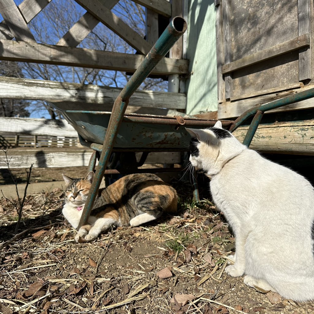 58doubutsu's tweet photo. #ひなたぼっこ
#猫のみーにゃとさつきちゃん https://t.co/7xAT7Y2di7