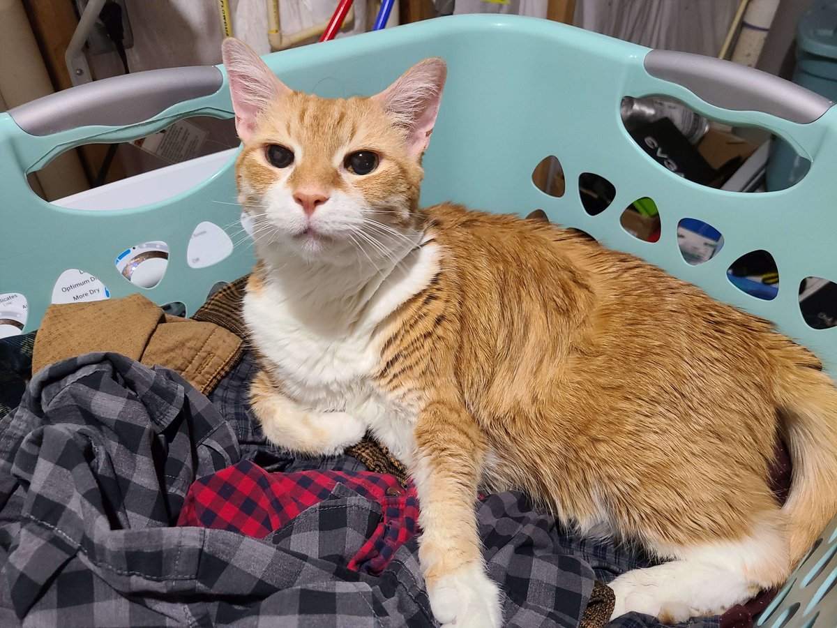 BOOTH TIME! 🎤

We're relaxing 'n casting for <a href="/ECAC_Esports/">𝗘𝗖𝗔𝗖 𝗘𝗦𝗣𝗢𝗥𝗧𝗦</a> 's Week 3 VALORANT Elite Division!

<a href="/AUPanthers/">Adelphi University Athletics</a> 🐈‍⬛ 🆚 🐂 <a href="/USF_Esports/">USF Esports</a> 

⏰ - 8pm EST
🎥 - <a href="/Coltoon2000/">Coltoon</a>, <a href="/ProfLeightonTV/">ProfLeighton</a>, <a href="/CoolScoots_/">Chris S.</a> 
🎙️ - <a href="/FladerCasts/">Flader</a> &amp; Me!
📺 - TTV/EsportsU

Cat &gt;&gt;&gt;&gt;&gt;&gt; 😼🧺