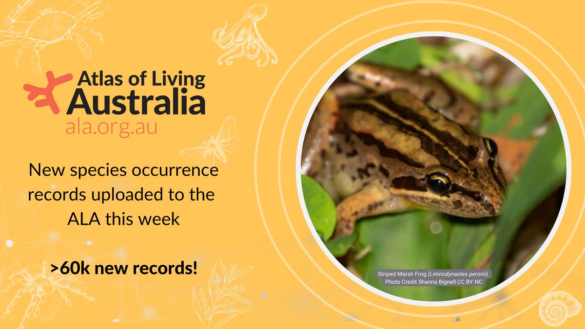 atlaslivingaust's tweet image. We&apos;ve uploaded more than 60k new species occurrence records to the ALA last week including a #citizenScience event dataset from the Sunshine Coast Annual Frog and Toad Field Survey 🐸 coordinated by ECOllaboration! 

#DataUpload #Biodiversity #Dataset