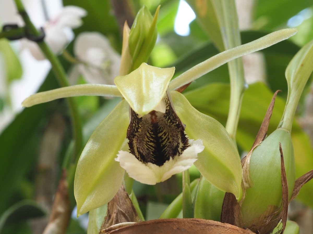 Coelogyne speciosa 'Green & Black'
大輪で見応えあります😄