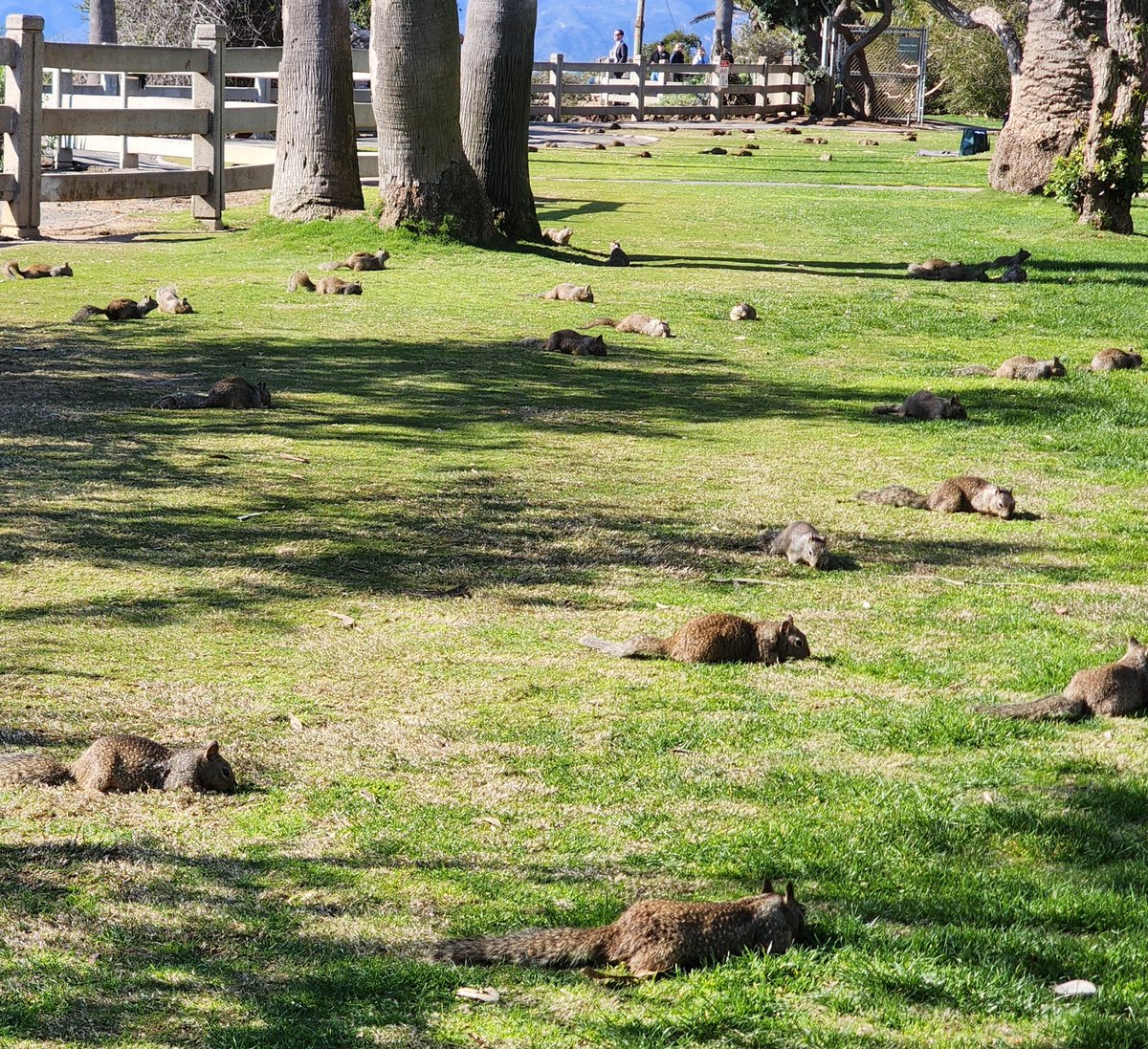 Does Santa Monica have a squirrel problem? The amount I saw today in Palisades Park seems extreme. It wasn't just this spot near Arizona St. They are everywhere.