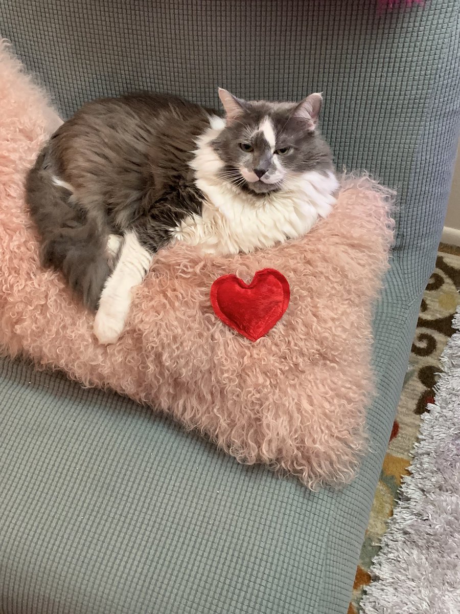 cathielolo's tweet photo. Amala loves his Valentine’s gift!! @spacekittyexp 
Thank you so much for everything … you are an absolute goddess Vanessa💓💋‼️￼ https://t.co/gEFlxulseH