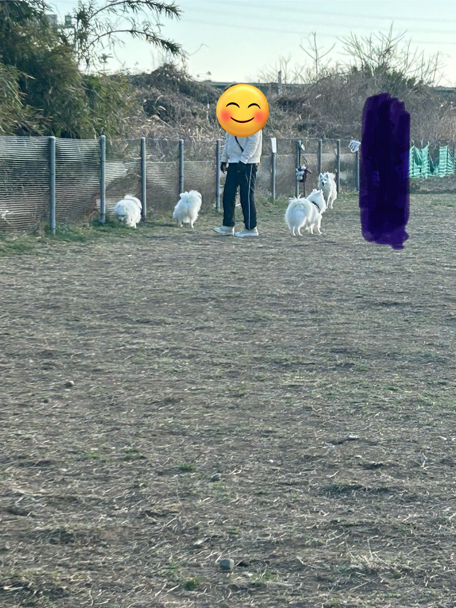 t10o58's tweet photo. ドッグラン🐕
どーしても飼い主の周りにみんなで集まっちゃうね😆
ちょっとずつドッグランも慣れてきたから、自分たちの距離感で楽しんでくれればいいかな😊
 #日本スピッツ https://t.co/2Z1N7ETvLu