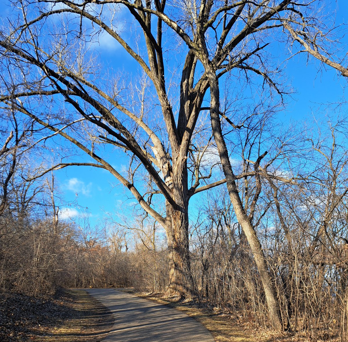 #thicktrunktuesday  #Hugatree