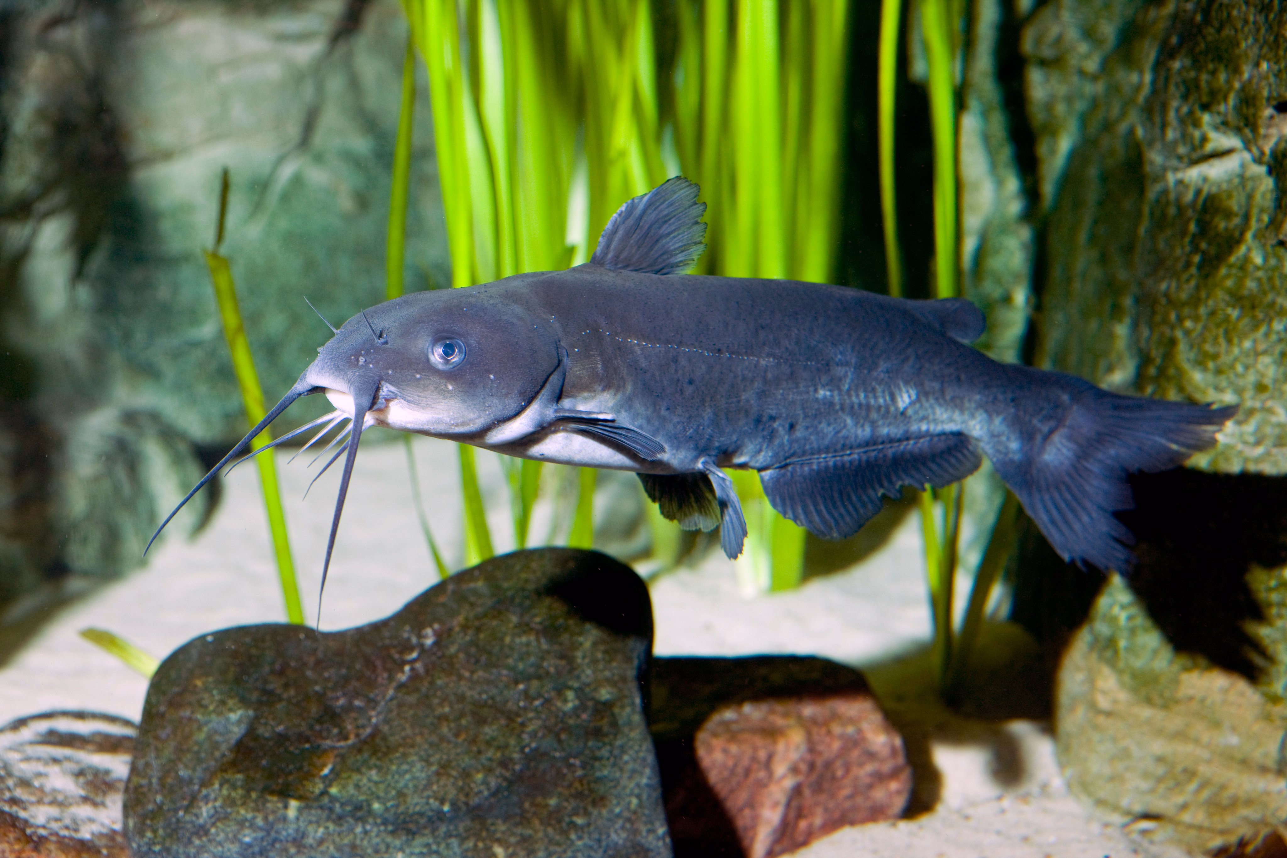 Shedd Aquarium on X: 🐟 Bluegill 🐟 Channel catfish 🐟 Common carp (3/3)   / X