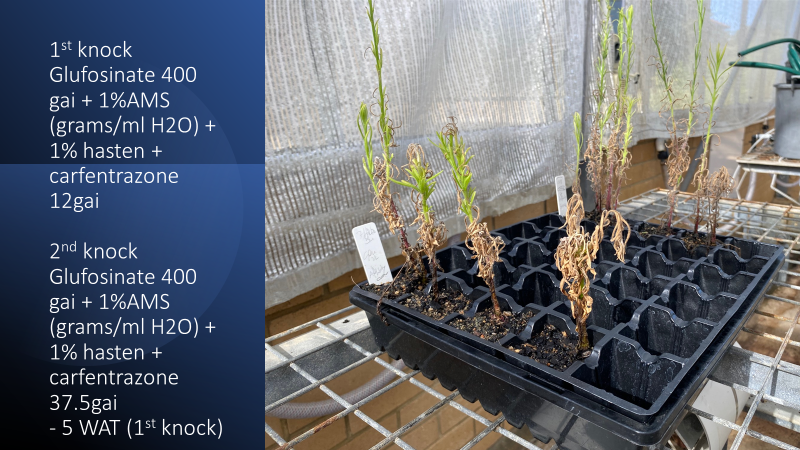 Roberto Busi tweet media