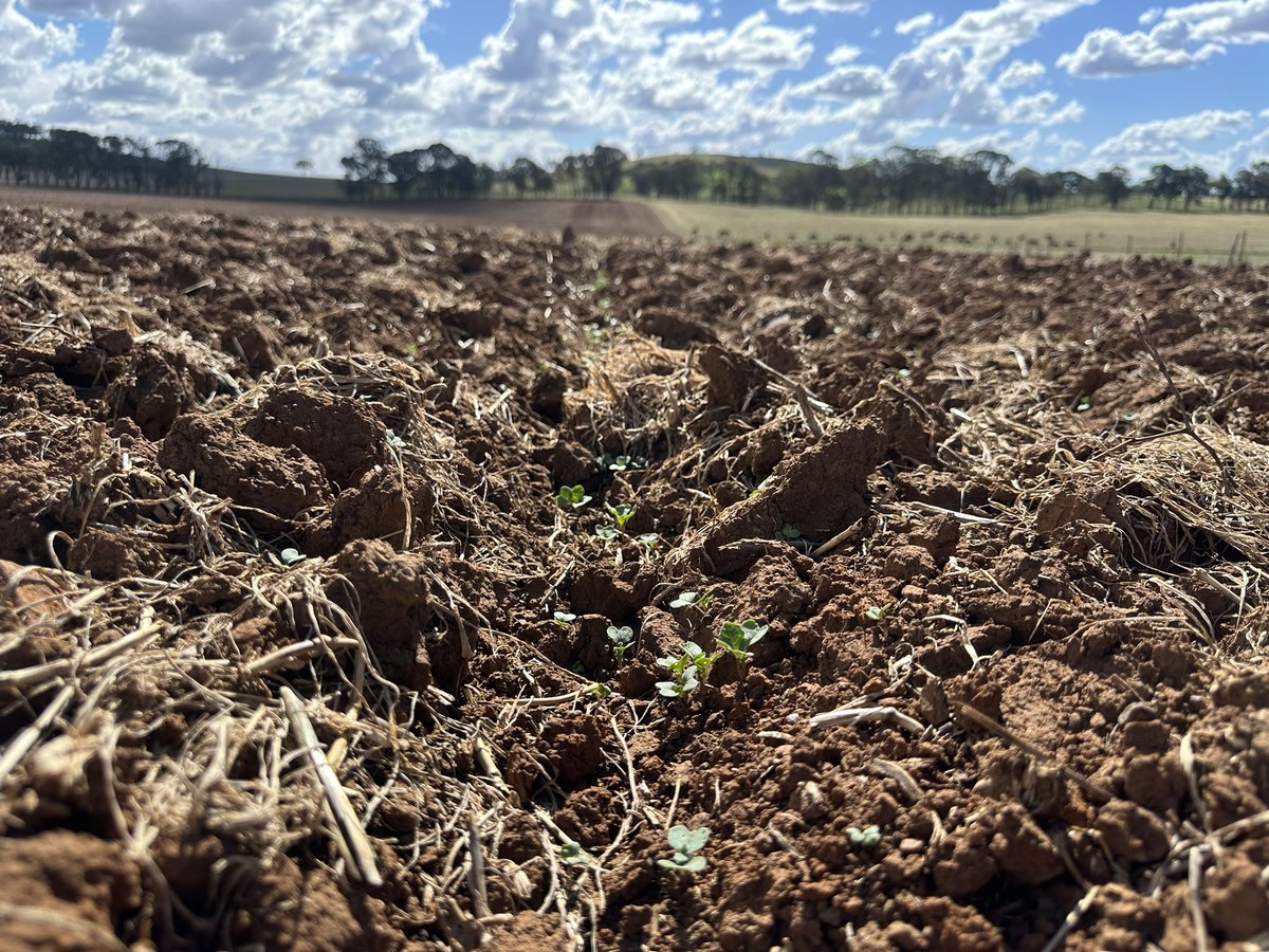And just like that, in the blink of an eye, #Canola24 is already underway! This crop of #Phoenix Canola out of the ground near Wallendbeen off an early Feb sowing. 
#GrazingCanola #GrowmoreAg
