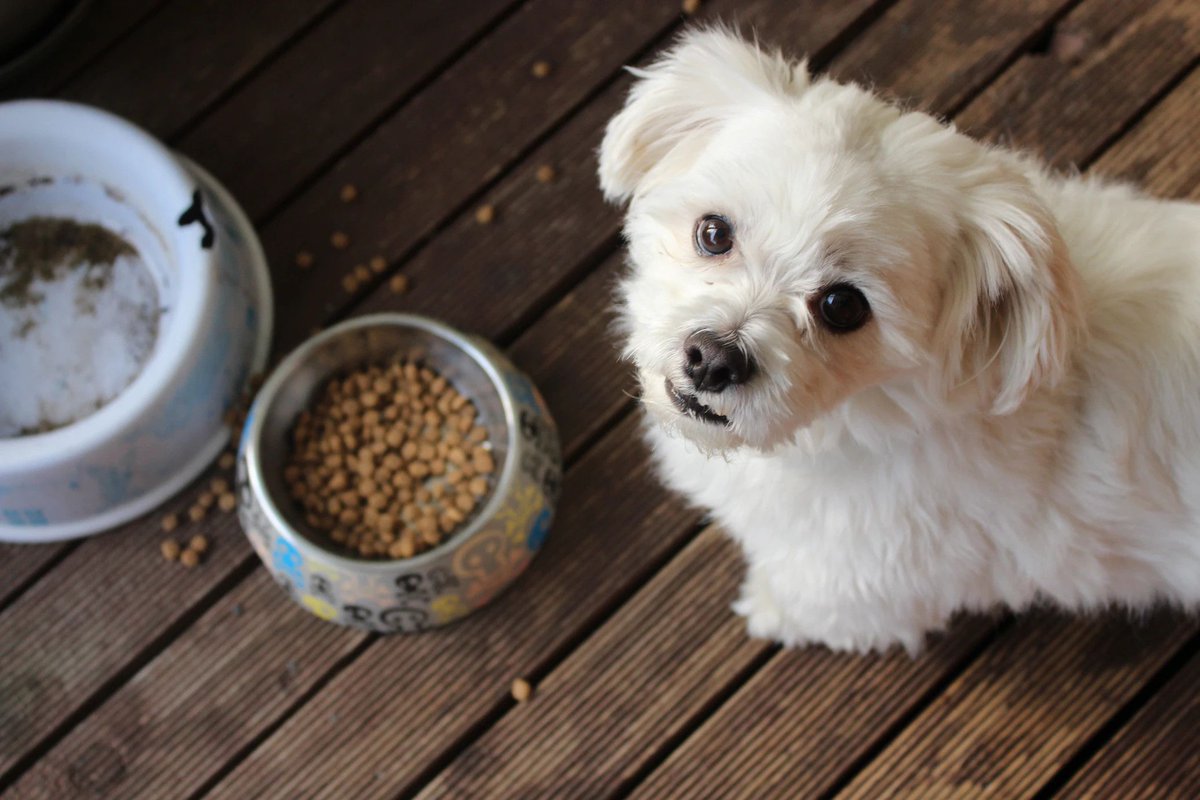 🐕 BCN subscription #petfood firm @dogfy_diet has now sold a majority stake to the Carulla group. More info here: buff.ly/49b0cE6