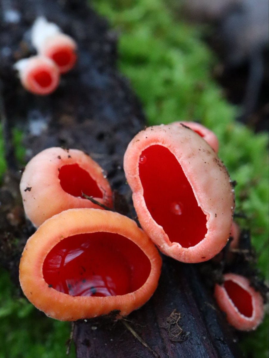 Grzybowa pocztówka dla Was na dzień dobry ❤️❤️❤️

Czarka
(Sarcoscypha sp.)