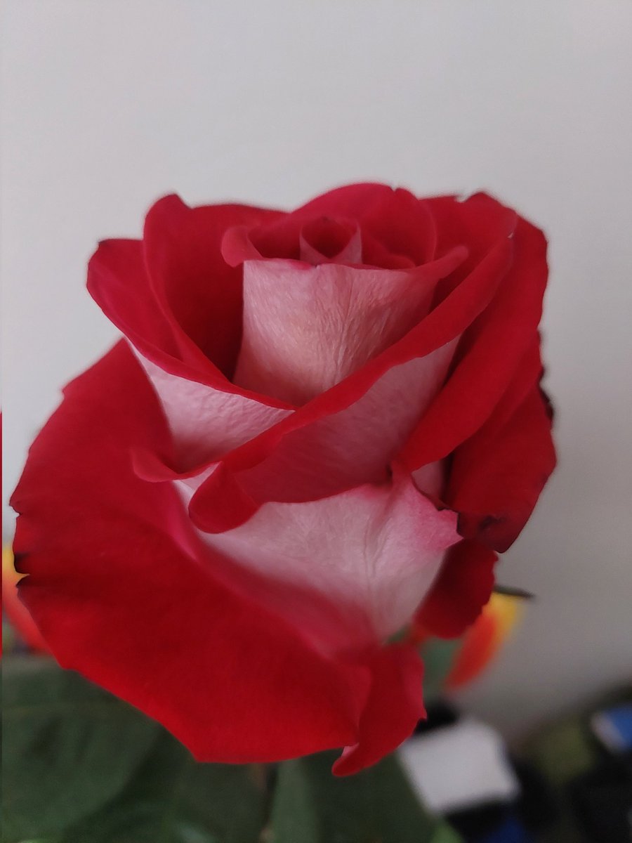 sarmuce's tweet image. ❤️❤️❤️