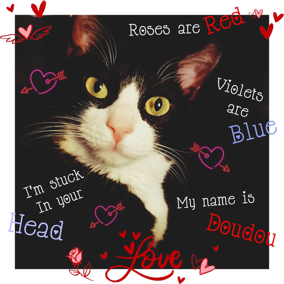DanceWithNobody's tweet photo. Askip la #SaintValentin c'est trop commercial. Alors on vous souhaite une bonne #ChatValentin ici ! 😻 https://t.co/JzUE7xPFNo