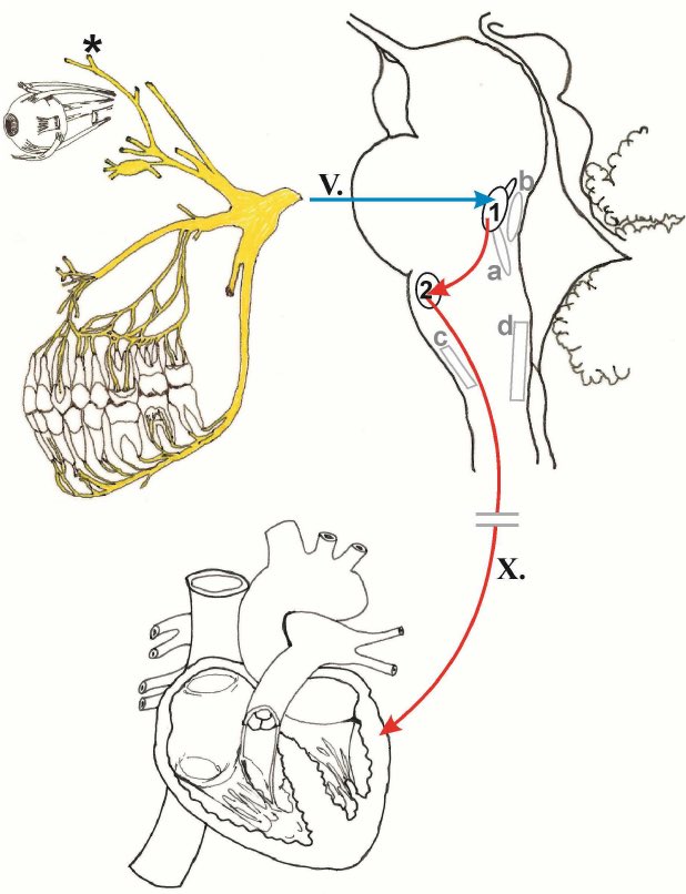 Compression of the trigeminal nerve during mask application in newborns during resuscitation may lead to apnea
An argument that sometimes less is more?
#neoTwitter #hottopics18