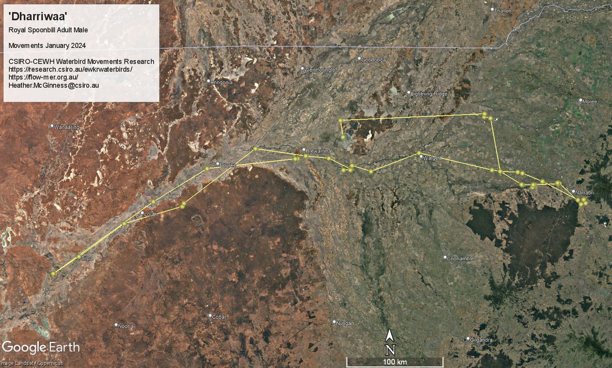 ‘Dharriwaa’, the Royal spoonbill, was first tagged at the Narran Lakes in March '22. He has since returned home after spending January flitting up and down the Barwon-Darling and Namoi rivers. He keeps checking on those lakes! More: bit.ly/3ubiupx @CSIRO @AusWaterbirds