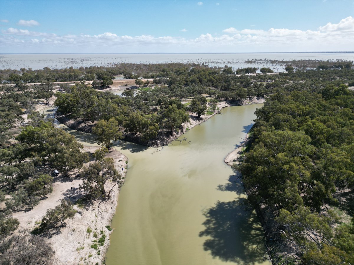Drones: fun and essential! 🐟🛸 In the lower Darling/Baaka, drones are being used to monitor levels of river bench and snag inundation during flows of #WaterForTheEnvironment, which are important for breeding Murray cod. @nswdcceew @MD_Basin_Auth