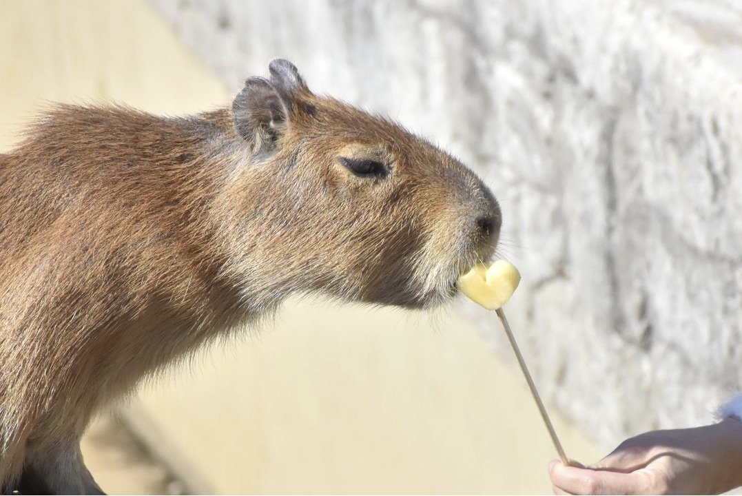happy valentine 🫶🫶
pic from izu shaboten zoo