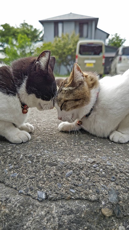 travelwatch_jp's tweet image. 看板ねこ1位は岩魚茶舎のチャーチャちゃん。じゃらん、猫の日にちなみ「会ってみたい宿の看板ねこランキング2024」発表 travel.watch.impress.co.jp/docs/news/1568… #じゃらん #猫の日 #看板ねこ