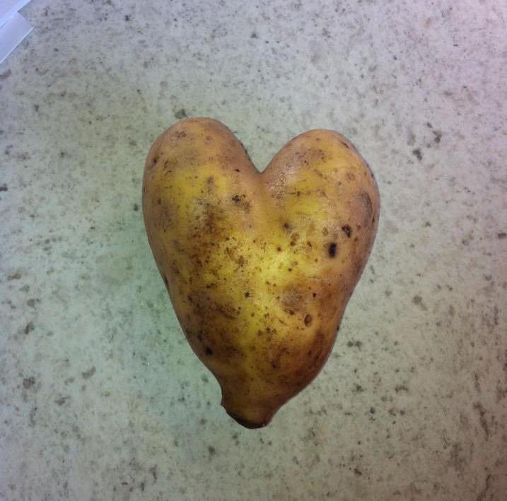 V day 2013-I found this spud while I was elbow deep in a bag if potatoes. #ValentinesDay