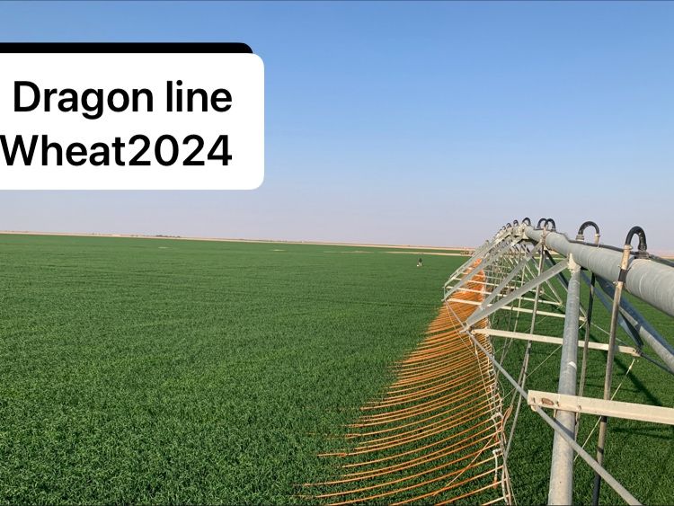 saudi_inma's tweet photo. Dragon Line Wheat 2024 https://t.co/D4OOVg20HU