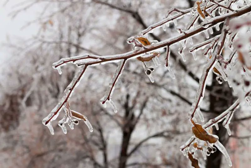 WeatherStatio20's tweet photo. ❄️ Ever wondered about freezing rain? 🌧️🤔 It's not your typical weather phenomenon! Learn about the science behind it – when raindrops freeze upon contact with surfaces, creating a glaze of ice. ❄️🧊 📚 

https://t.co/kyHZXEEUSv 

#FreezingRain #WeatherWonders #Meteorology101 https://t.co/DOj9hPOwXi