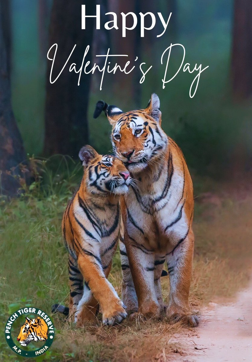 🌿 Embrace the wild side of love this Valentine's Day at Pench Tiger Reserve! 🐾💚 Join us in celebrating the untamed beauty of nature and the fascinating creatures that call this sanctuary home. Let's spread love for wildlife and conservation. Happy Valentine's Day from Pench…