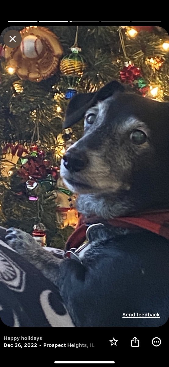 dolly53712's tweet photo. @gtconway3d Baxter says it’s RUFF getting blocked….hope his cute face puts a smile on yours George! https://t.co/WMfh7qHteM