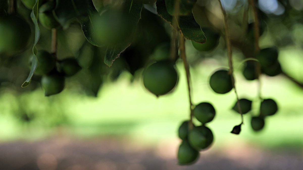MacFarmMan's tweet photo. 🎉 We're thrilled to join Twitter! 🌿 Follow us for expert insights, tips, and updates on maximising macadamia orchard yields. Let's connect and grow together! 🌰 #MacadamiaFarm #Farming  #AgTech 🚜 Visit us: https://t.co/90xZBff0t7 🌳 https://t.co/AyPe4C7z67