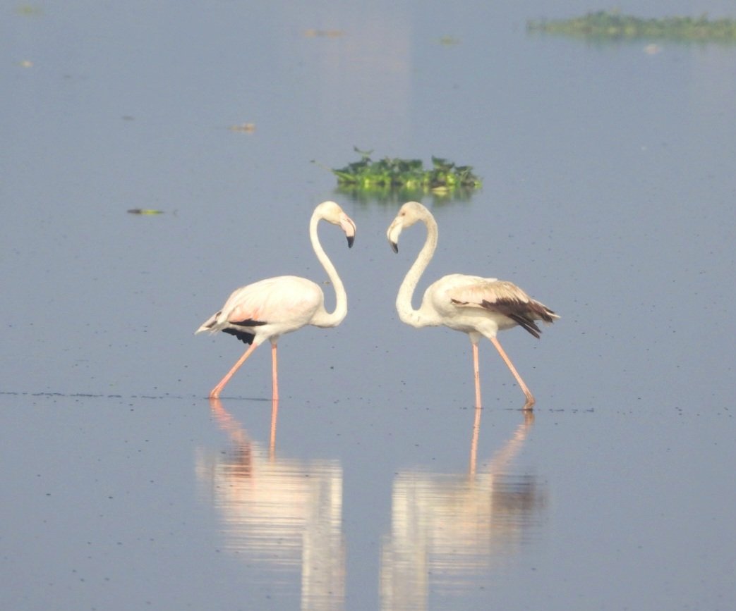 Flamingo couple! Love ❤️ #valentines #valentinesday2024 #DelhiNCR #IndiAves #BBCWildlifePOTD #BirdsSeenIn2024 #ThePhotoHour #birdwatching @NatureIn_Focus @NatGeoIndia #GoodMorningTwitterWorld @NatureattheBest #birding #NaturePhotography #birdphotography @ParveenKaswan #Nikon