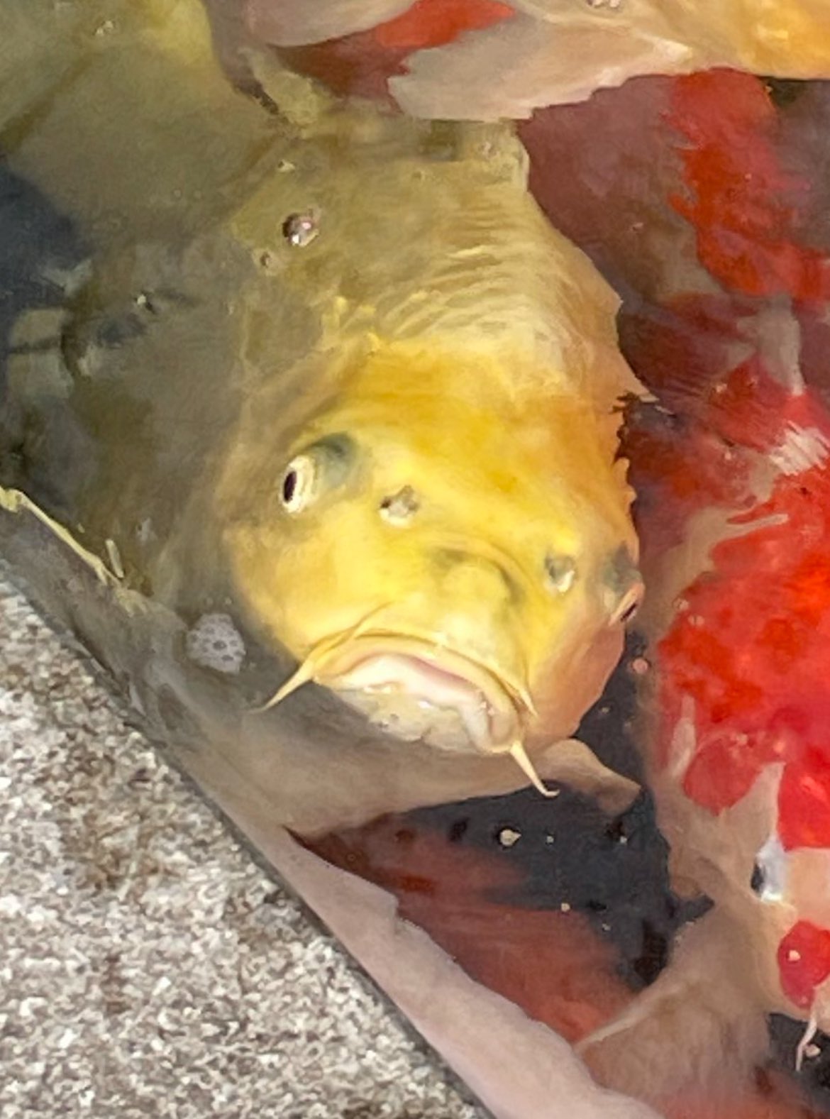 M0SS 🇻🇳 on X: captured this face at a koi fish pond