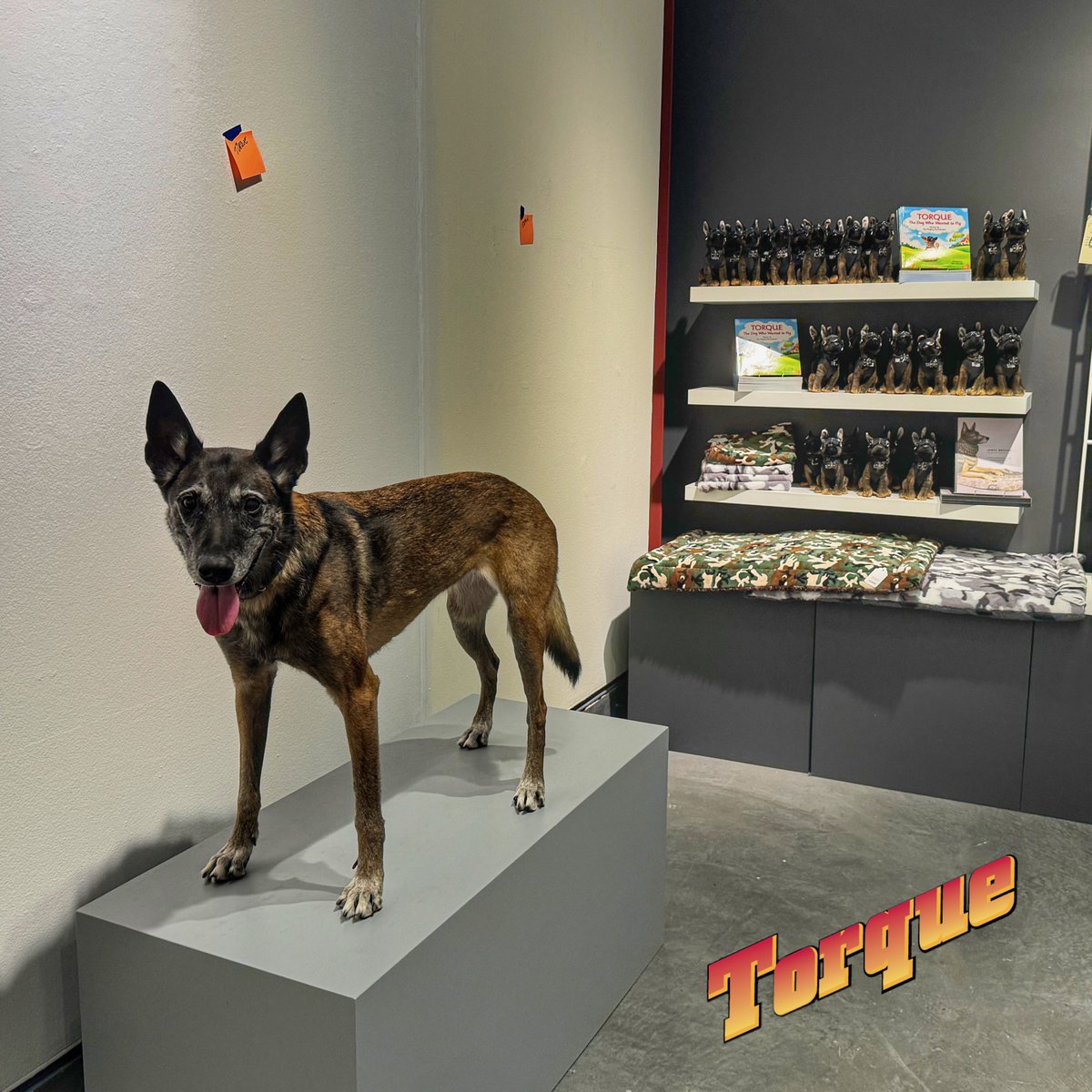 Ready for her closeup! Torque the Huey Helicopter Dog, tries out the pedestal being installed for her statue by artist James Mellick, to be unveiled at the opening of "Warrior Dogs." Celebration February 24 from 3-6; on exhibit at the @nvmuseumyountville starting 2/25. @K9_Torque