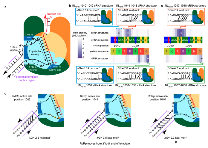 DuckSwabber's tweet photo. How do viruses go from LPAI to HPAI? The RNA structure use to trap polymerase drives insertions into the cleavage site. Insertion frequencies strongly affected by substitutions in flanking regions. Big implications of this study!!! 
👉https://t.co/WhbRt5AFDE https://t.co/7jkgmMQ3F2