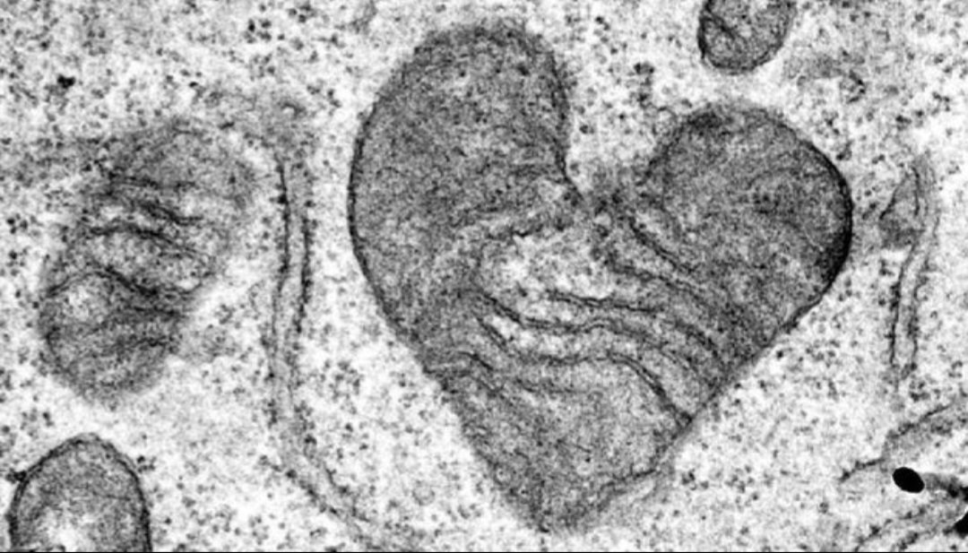 There are mitochondria for every occasion. Found this one from my collection. Happy Valentine Day to mitochondriacs worldwide. @MitoSociety @mitojobs @mitowomen @MitochondriaNe1 @MitoTalksDU @MitoGenie @mitoscientists @IC_mitochondria @UMDF @MitoResearch @realNathanCheng