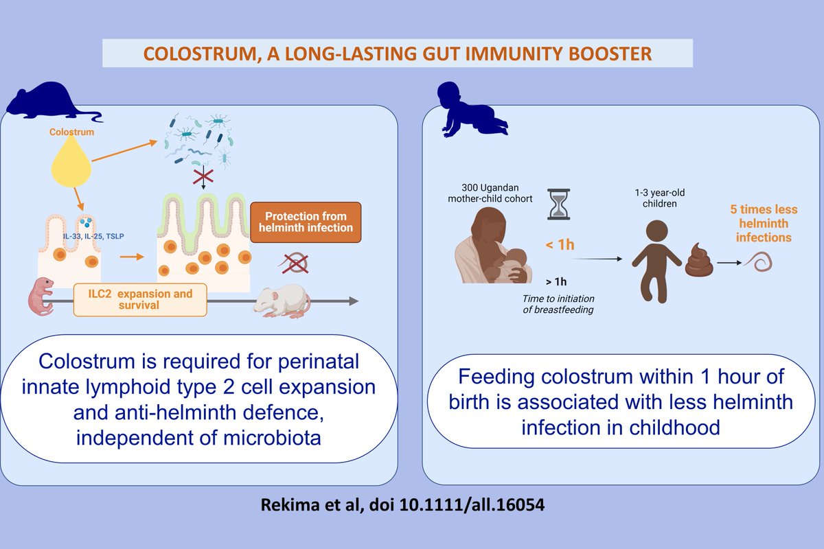 Colostrum, the first drops of milk that could save millions of lives! In a translational study, we show that colostrum is key for the expansion of type 2 innate lymphoid immune cells and helminth infection control later in life. 
onlinelibrary.wiley.com/doi/epdf/10.11…
<a href="/uwanews/">UWA</a> <a href="/telethonkids/">telethonkids</a>
