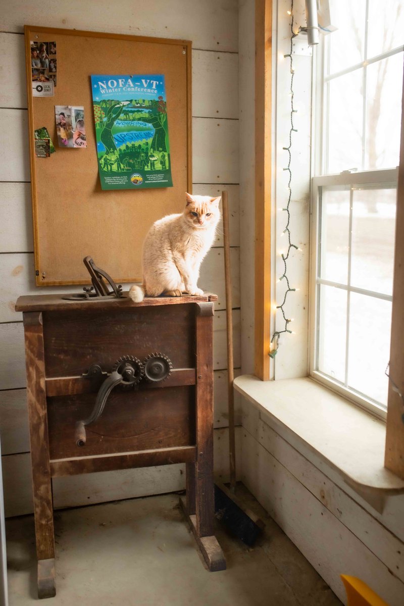 barn cat fotogosaurus.wpcomstaging.com/2024/02/14/bar… #VT #Vermont #NewEngland #cat #CatsOfX #CatsOfTwitter #Barn #BarnCat #Inside #BarnLife #FarmLife #HangingOut #moment #Think #Reflect #February #Winter #wondering #pause #Sigma #Canon #RuralLife #RuralLiving #TableTalk #Remembering